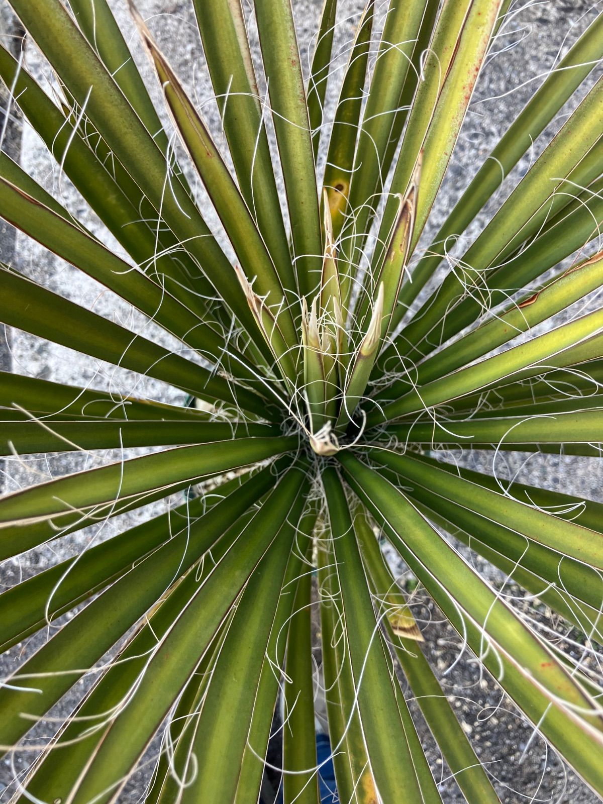 61 ユッカフィリフェラ （Yucca Filifera)厳選株( 発根済)