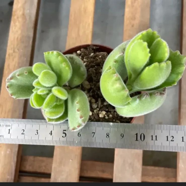 ママノエル 札付き 子株つき  多肉 ママノエル 札付き 子株つき 多肉 ママノエル 札付き 子株つき 多肉