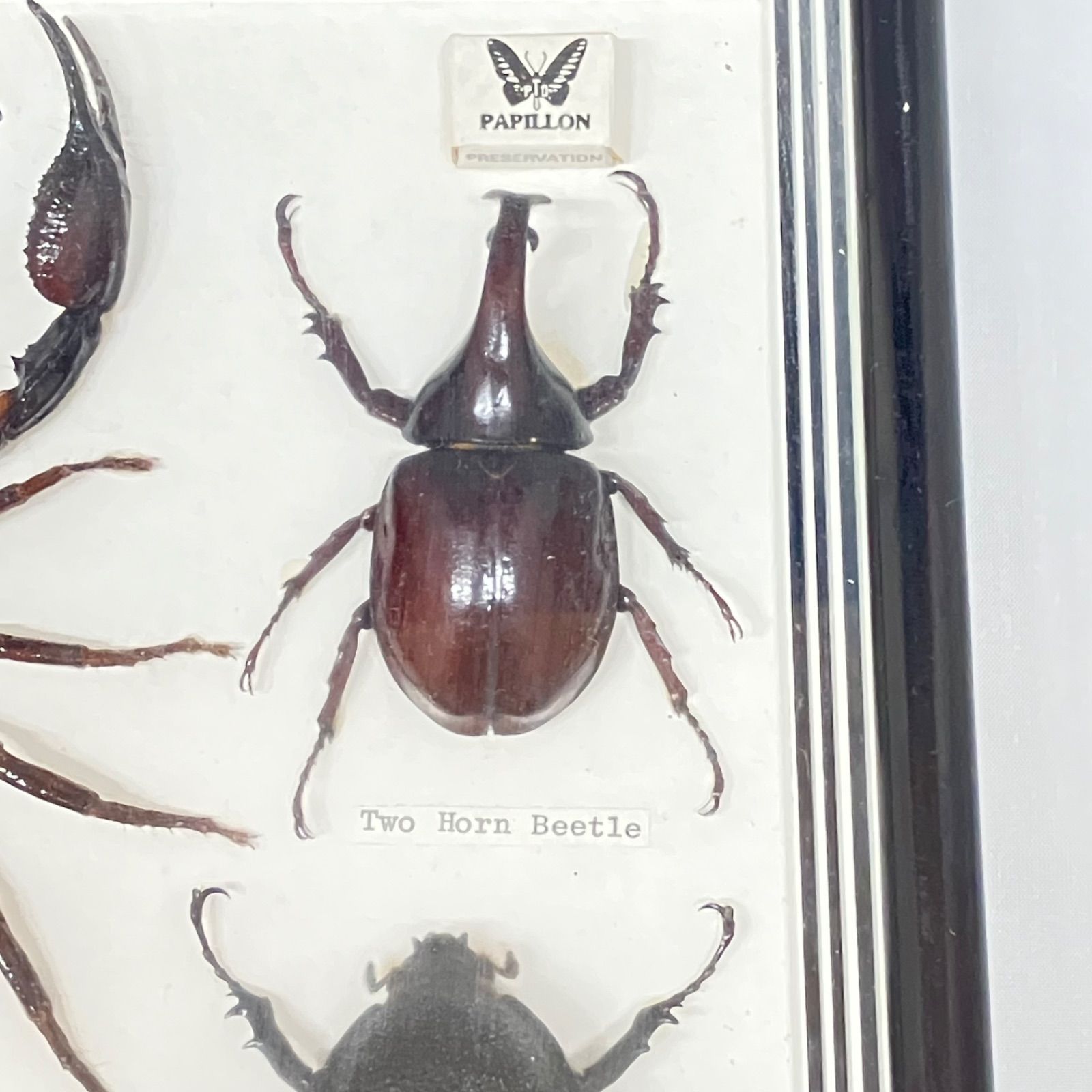 サイカブトオニツヤクワガタ コフキコガネ