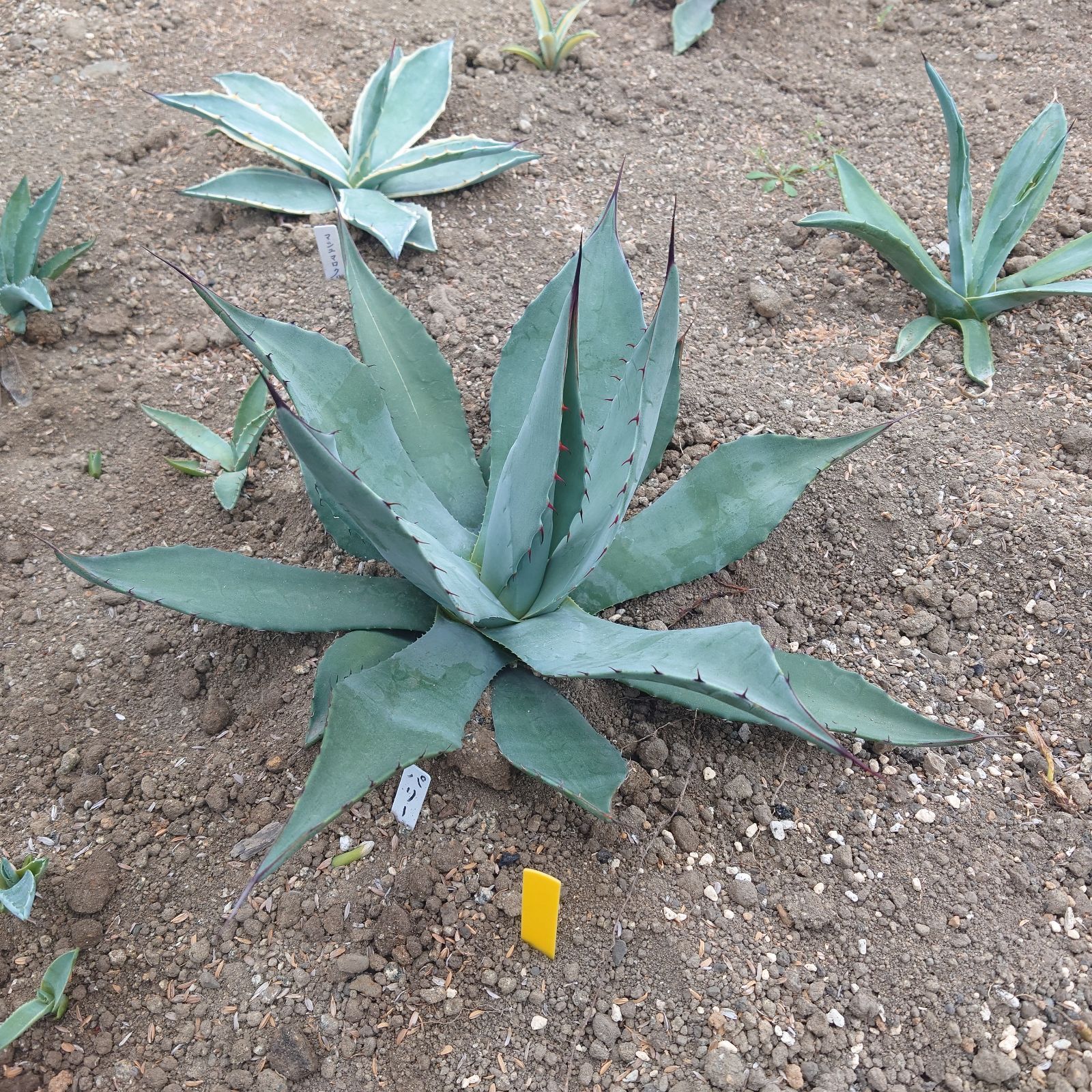 アガベ パリーパリー 大株 直径40㎝ AGAVE - メルカリ