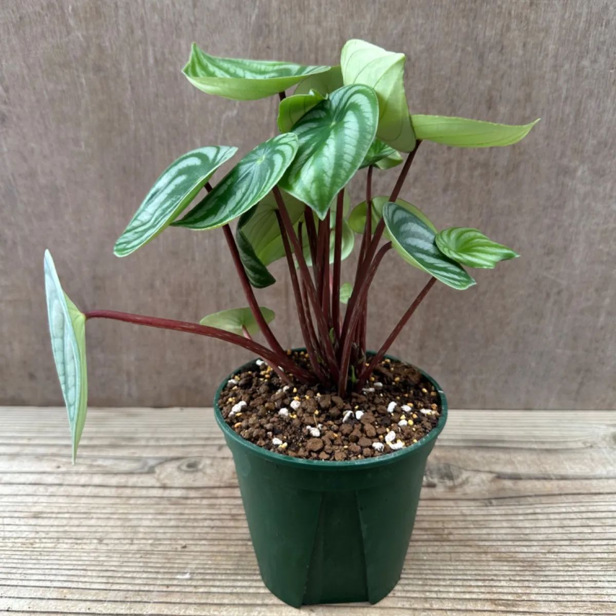 サンプル】ペペロミア サンデルシー Peperomia argyreia コショウ科 サダソウ属 スイカペペロミア 観葉植物 観葉 植物 インテリア  プレゼント おしゃれ かわいい グリーン - メルカリ