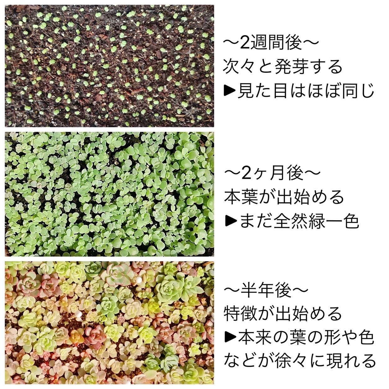 ☆多肉植物の種☆ Mix種子20粒330円 新品種・韓国苗・希少種・交配種