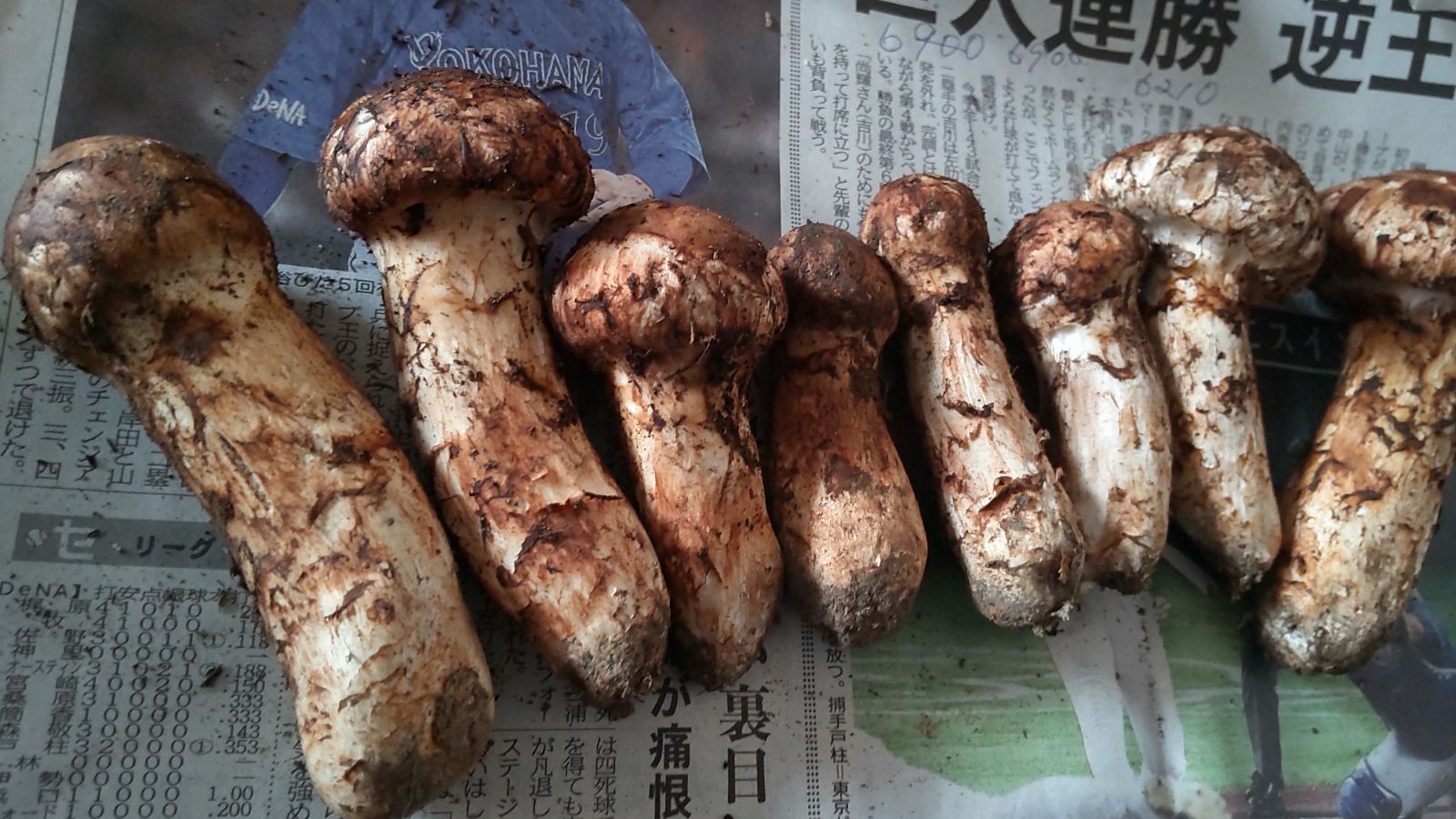 ✿岩手県産松茸250グラム送料無料❀ 岩手県産天然マツタケ送料無料