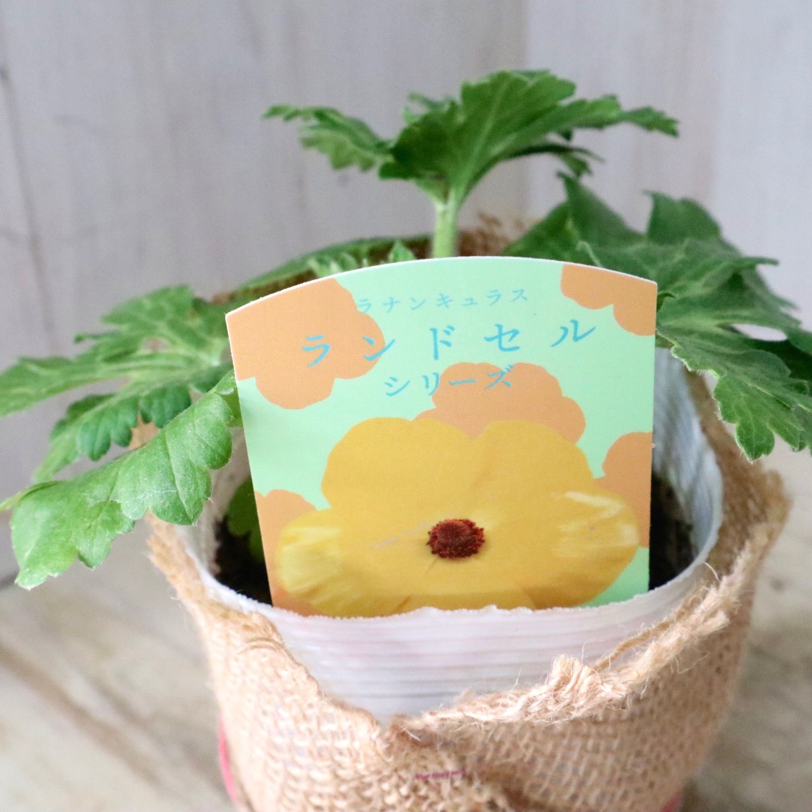おまかせ♡ランドセルシリーズ♡ラナンキュラス♡ - メルカリ