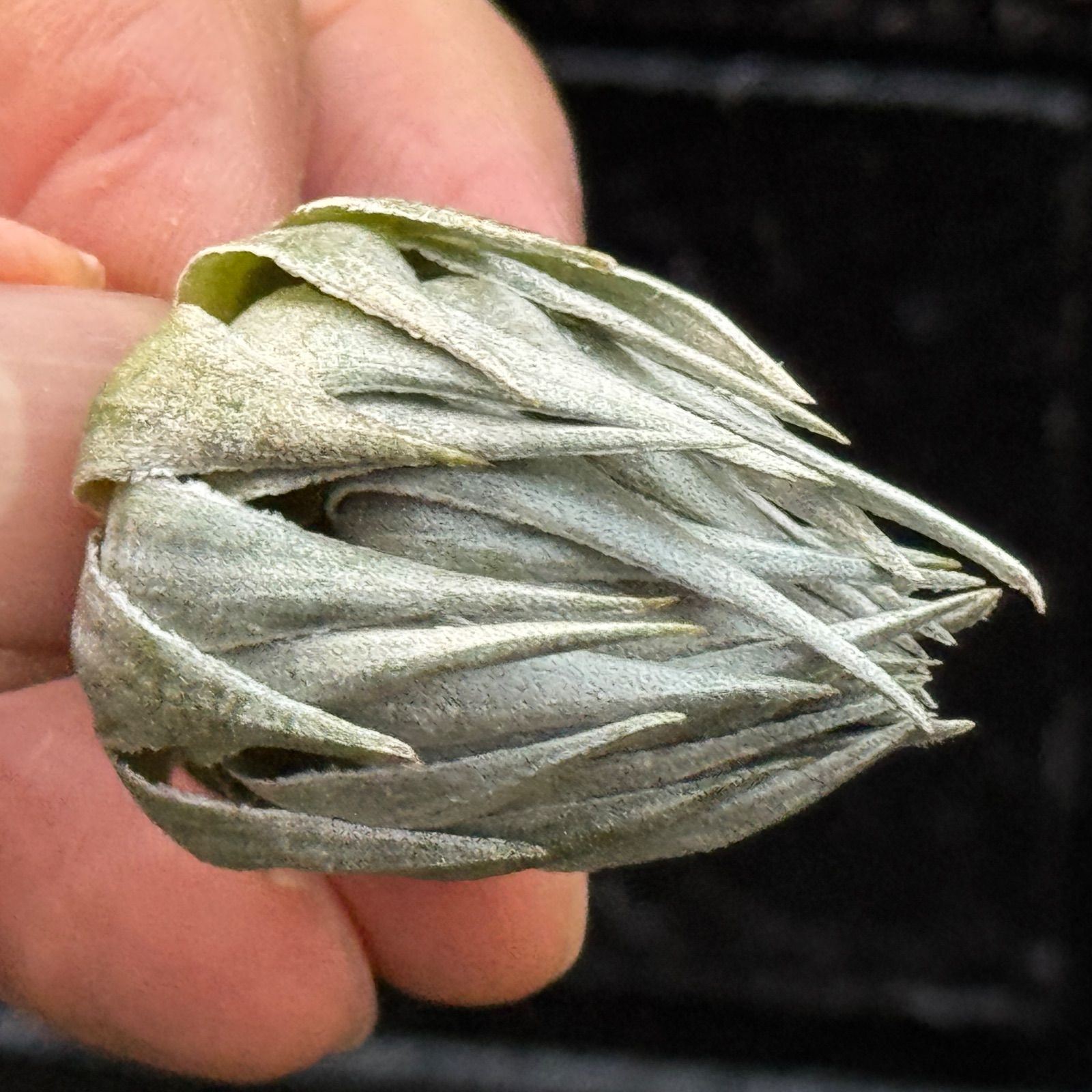 ふっくらずんぐり 上株＊