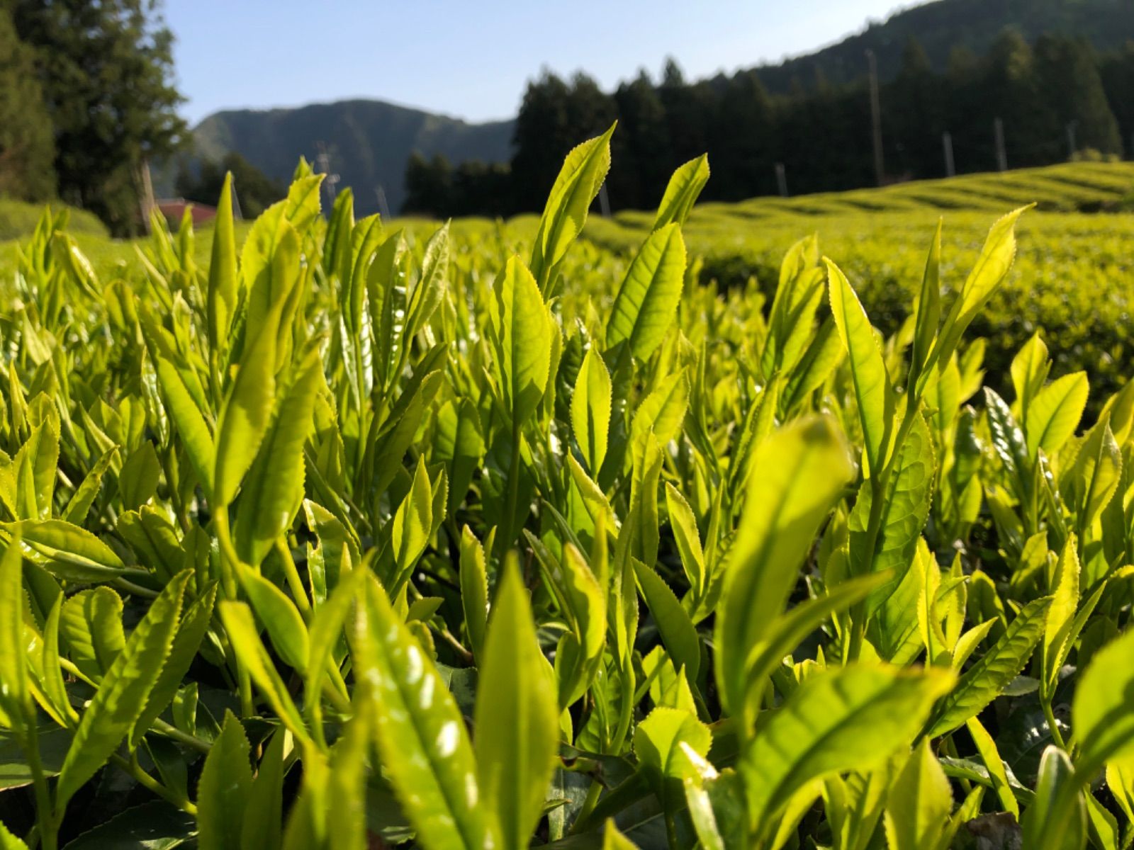 無農薬粉末緑茶 100g 川根茶 2025年産 健康長寿 - メルカリ
