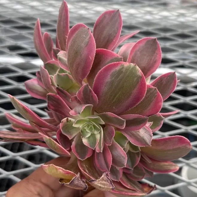 ピンクガール◎多肉植物 カット苗 韓国苗 アエオニウム等 ピンクガール アエオニウム 多肉植物 カット苗 現品 - メルカリ