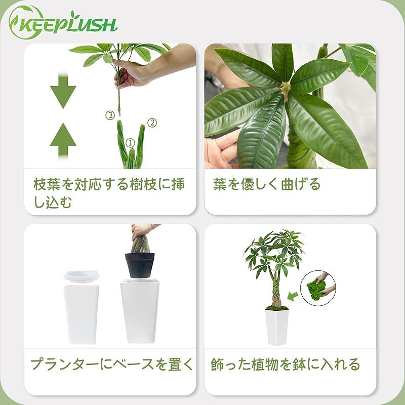 観葉植物 玄関