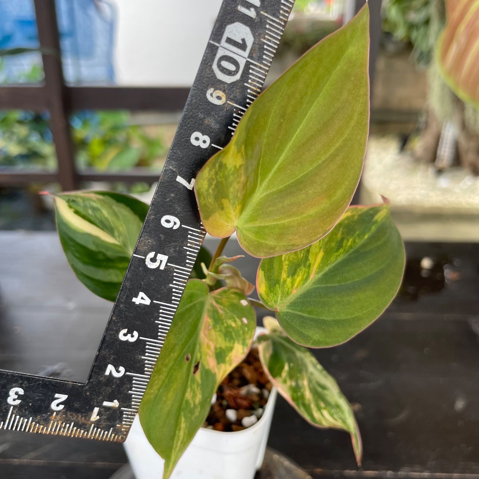 美斑】 フィロデンドロン ミカンス ピンク 斑入り philodendron