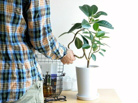 フランスゴム（大葉曲がり） 白色 スリム型 トール陶器鉢 S字曲がり