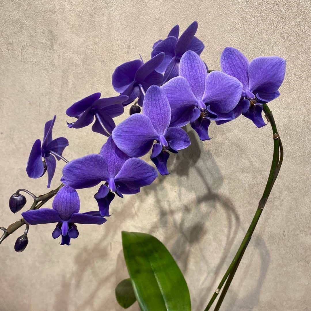 現品のみ❗️枝ぶり良いです。超希少❗️胡蝶蘭❤️ブルージーン　1本立 現品のみ❗️枝ぶり良いです。超希少❗️胡蝶蘭❤️ブルージーン 1