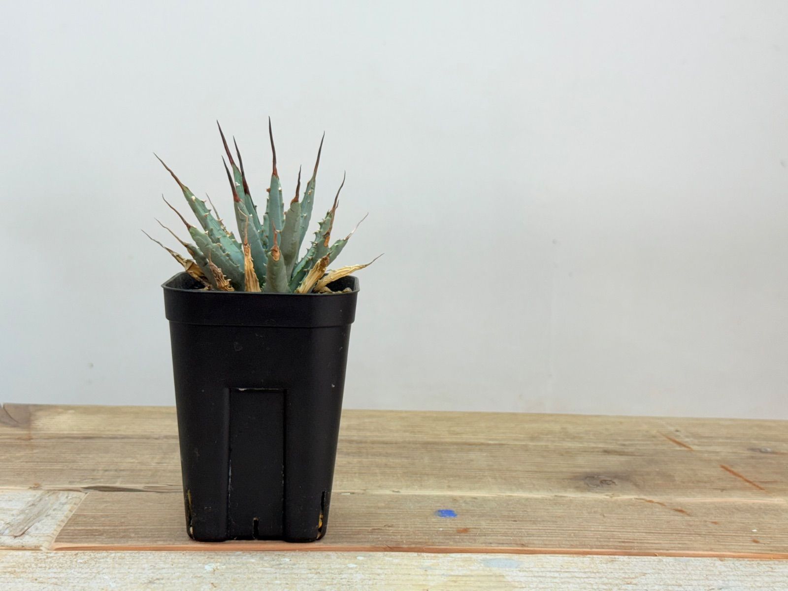 バイカツツジ 山採り 【品番3385】 スポーツ＆アウトドア