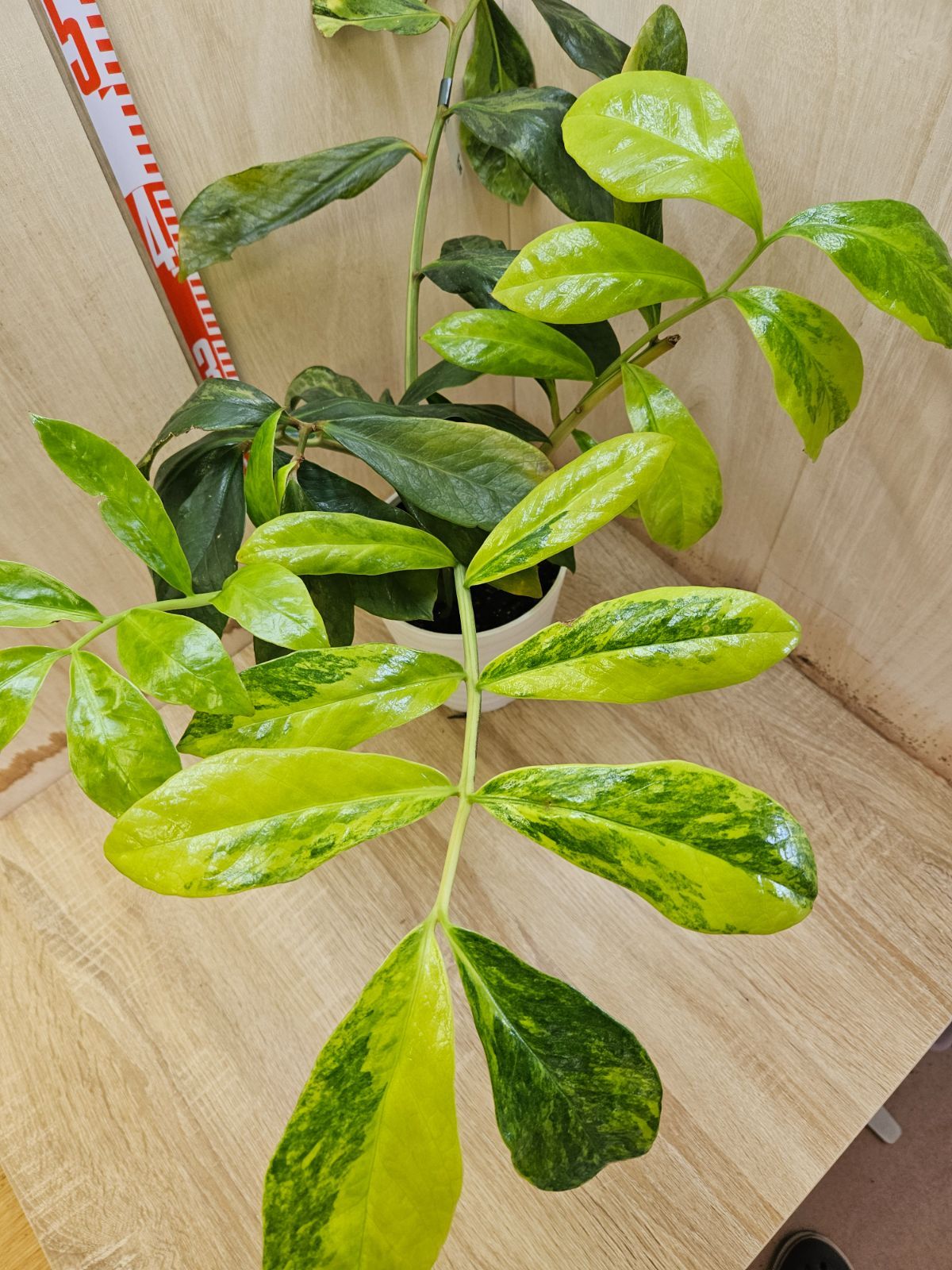 斑入りザミオクルカス鉢ごと現品 【公式通販】