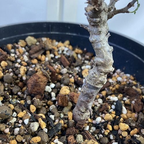 オペルクリカリア パキプス根差し コーデックス 塊根植物 塊根植物 オペルクリカリア パキプス 4.5号ロング黒鉢(現品