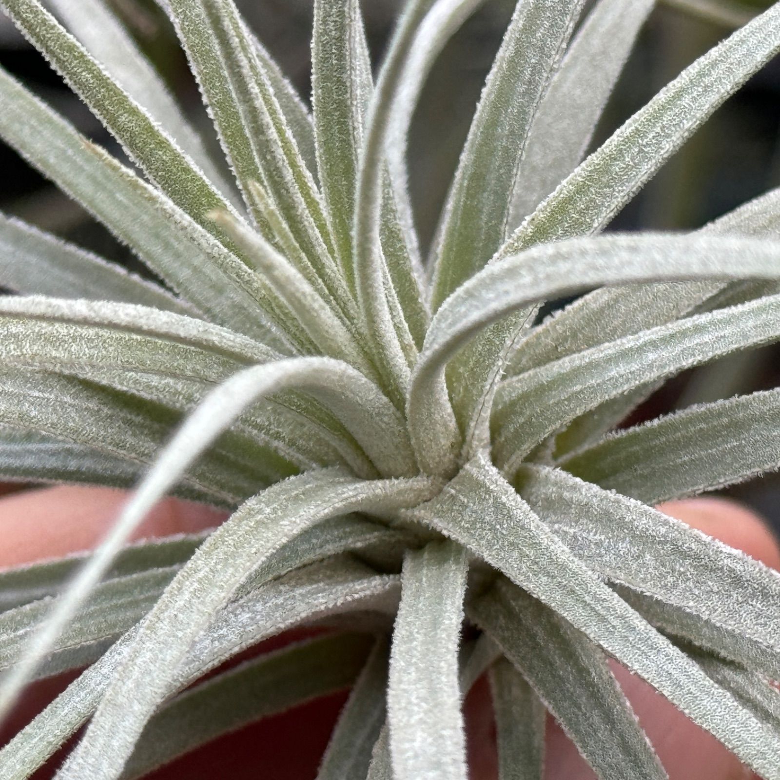 [φ17×10]チランジア モーリアナ(モウリアナ) Tillandsia mauryana