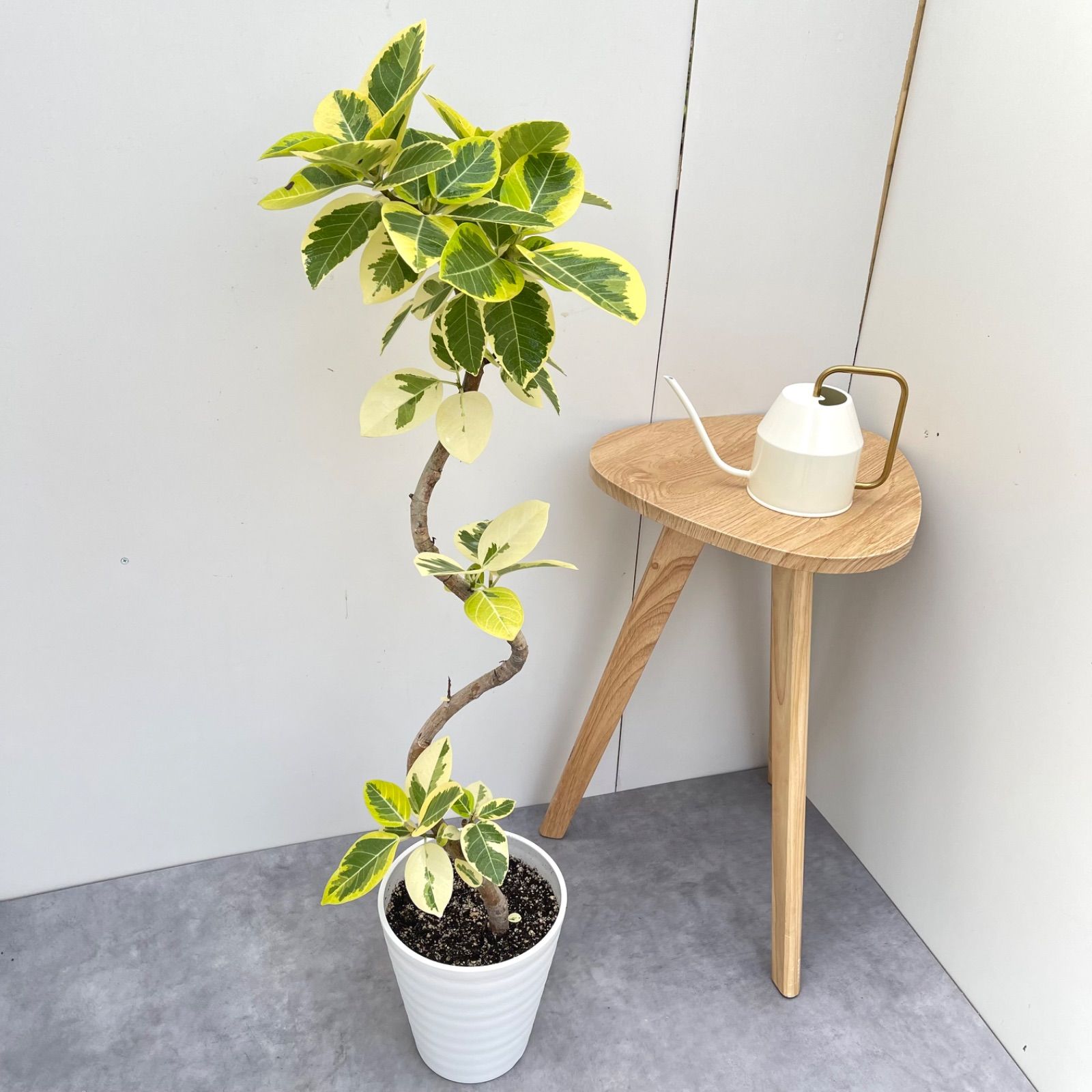 フィカス アルテシマ 曲がり 2【現品】観葉植物 室内 7号 フィカス