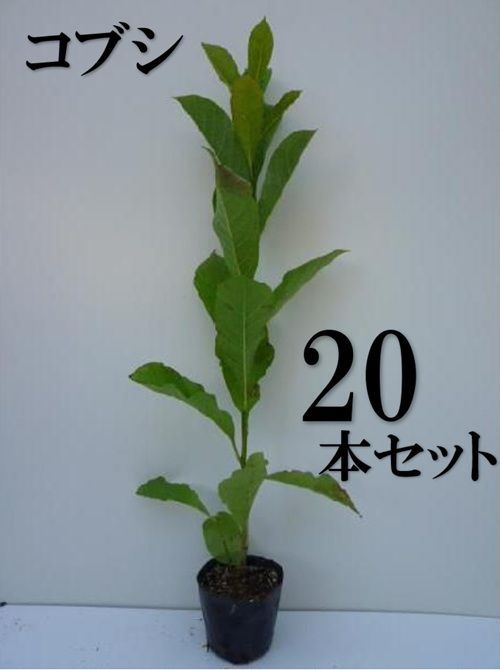 20本セット コブシ樹高0.5m前後10.5cmポット