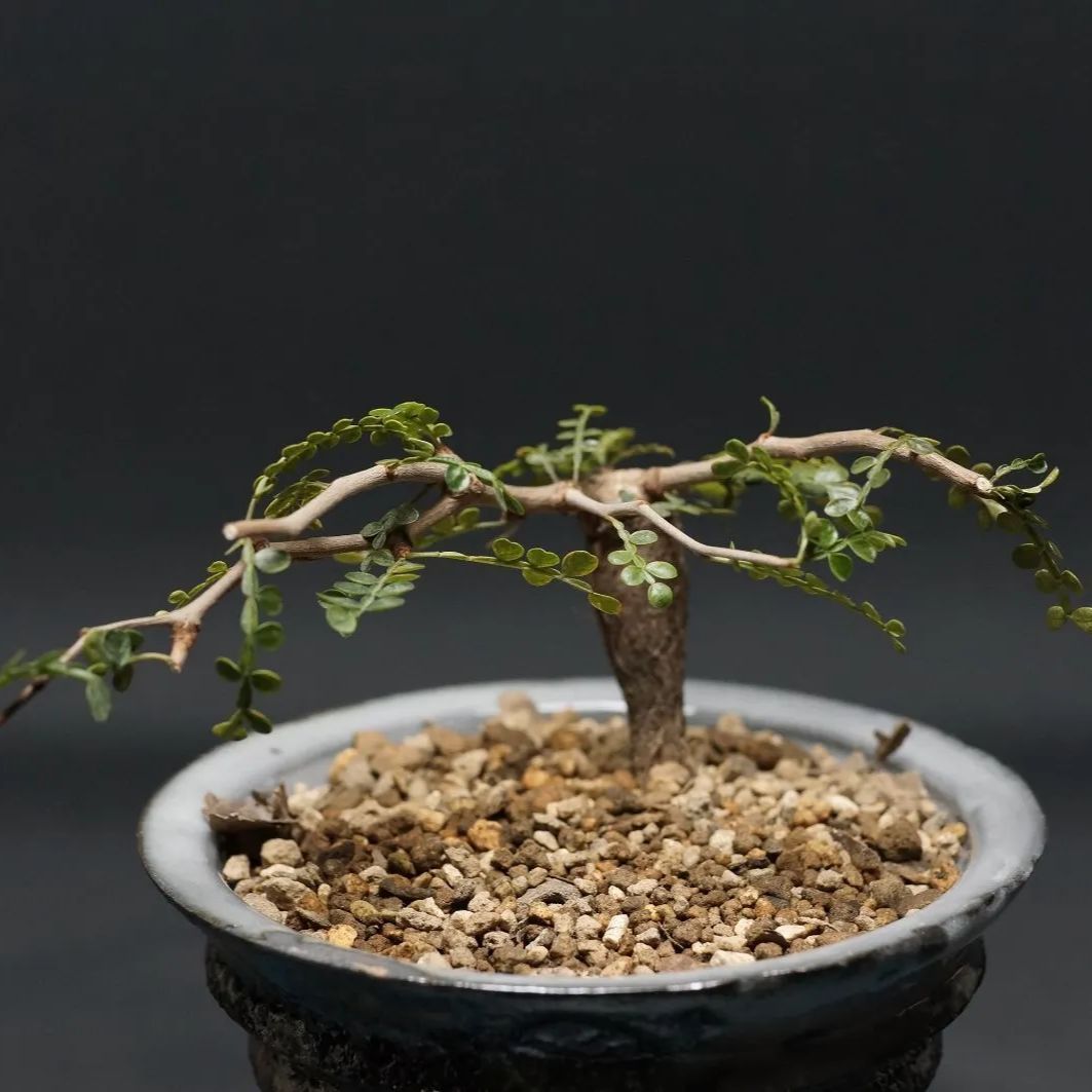 オペルクリカリア