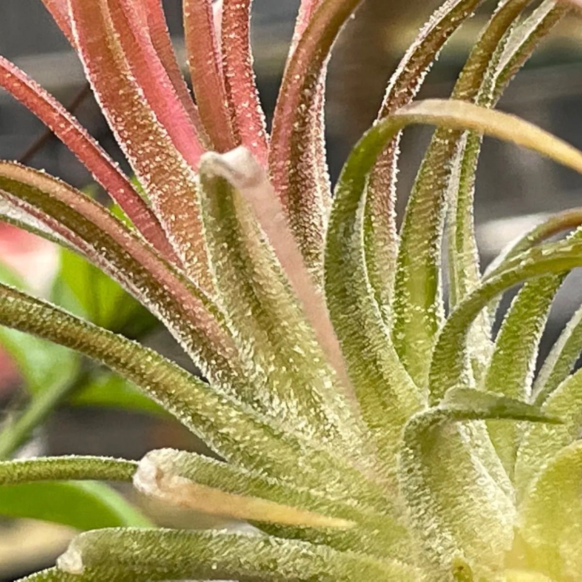 チランジア イオナンタ ヴァリエガータ Tillandsia ionantha 'Variegata' ＠フラワーショップ江口