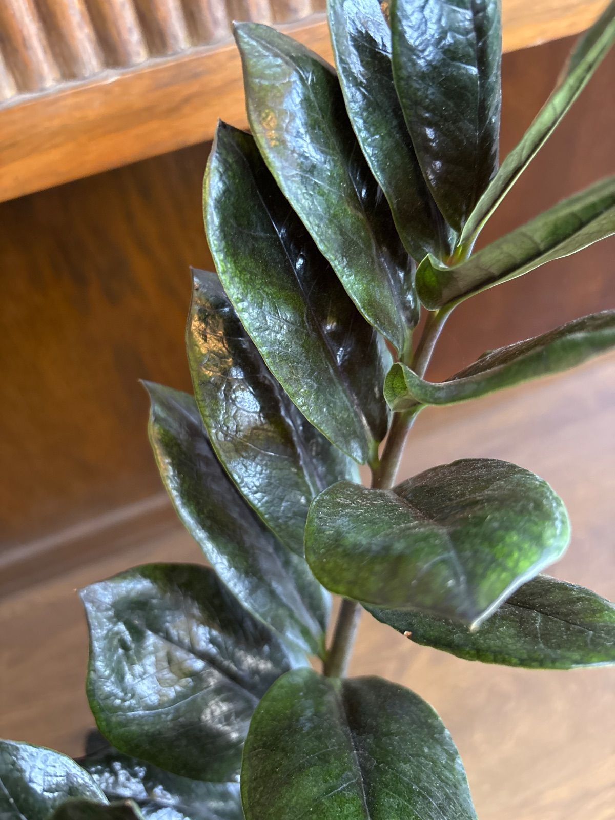 ソテツ 蘇鉄 2【現品】ドライガーデン 観葉植物 屋外 6号 ソテツ 蘇鉄