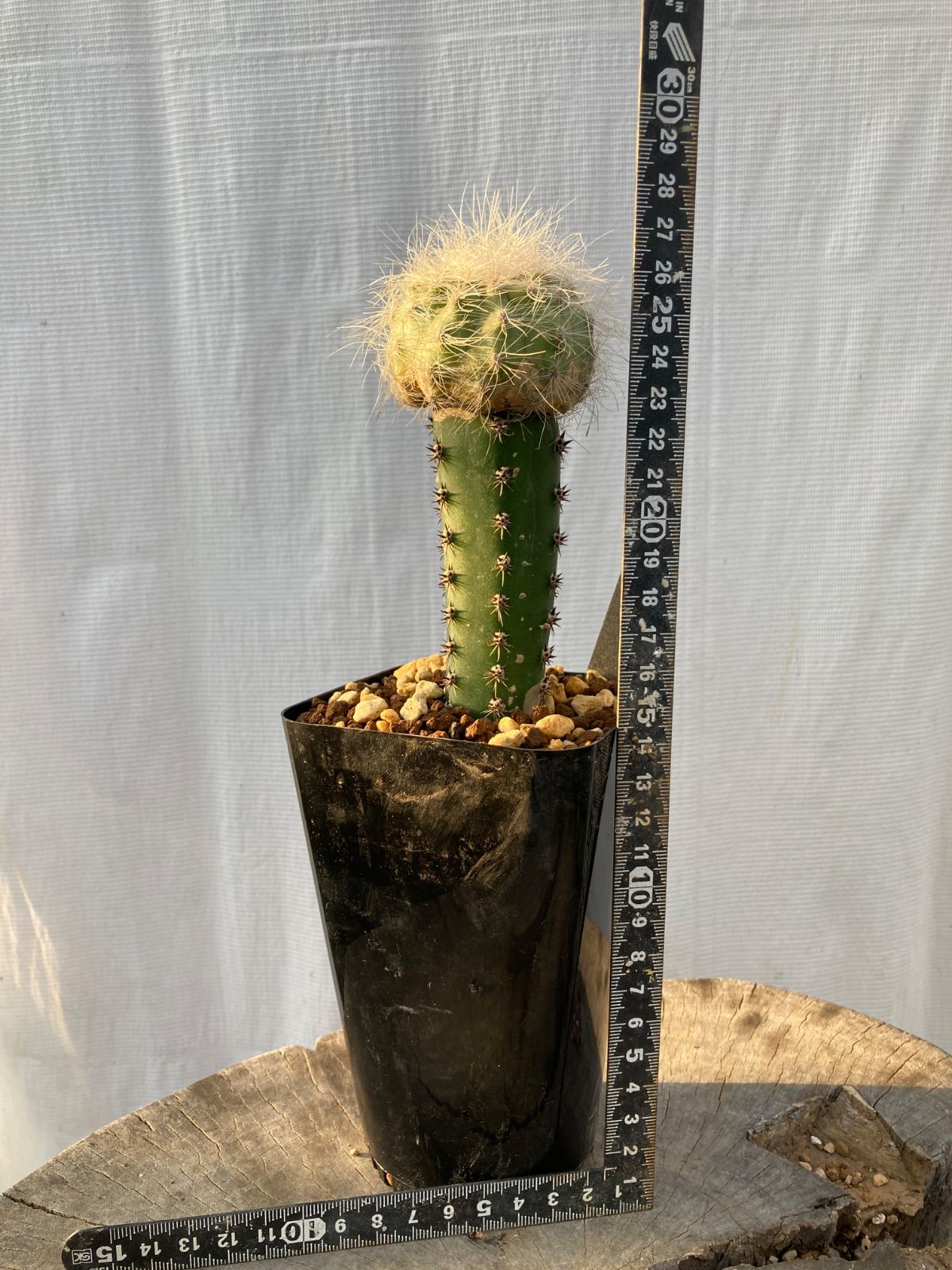 エキノカクタス 綾波モンストローサ(D) 専用 綾波モンスト 、魔天竜