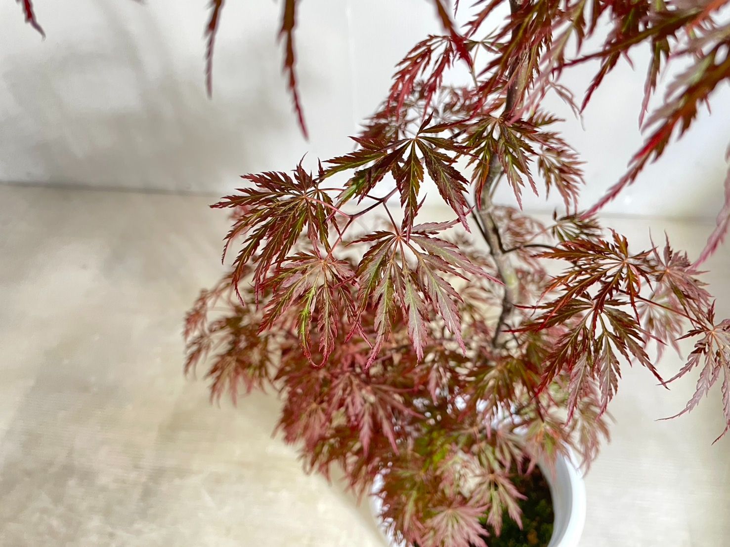 枝垂れ 紅葉