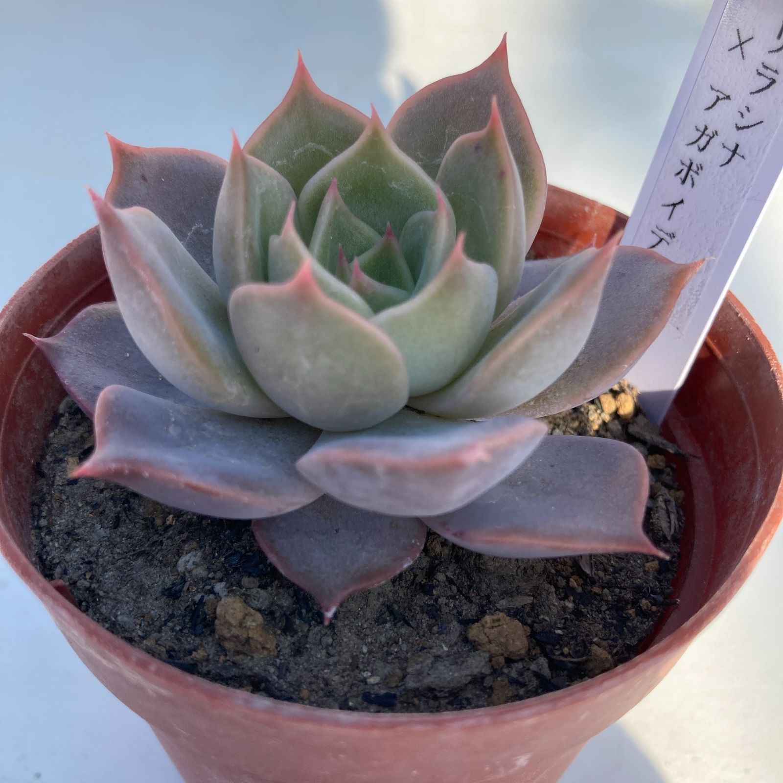 人気の福袋 素敵でユニークな 新品 未使用 現物商品 リラシナ アガボイデス 多肉植物 札付き 植物 観葉植物 Www Dinagatislands Com Ph Www Dinagatislands Com Ph