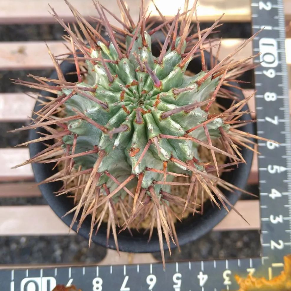 胴太白肌ホリダ ユーフォルビア ユーフォルビアホリダ 関上No.1