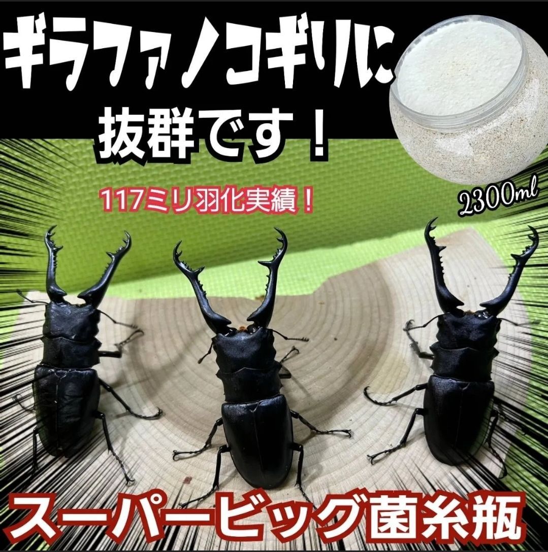 スーパービックサイズ2300ml【6本セット】特選ヒマラヤひらたけ菌糸瓶☆大型クワガタ羽化専用！トレハロース・キトサン・ローヤルゼリー強化配合！ギネスサイズ狙いに！オオクワガタ、外国産ヒラタ、ギラファノコギリに！