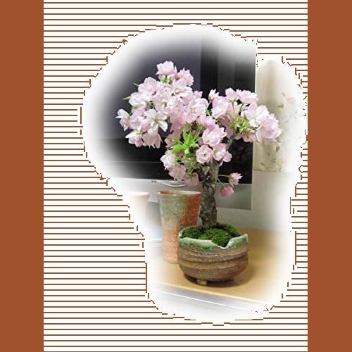 4月にサクラのお花見を 八重桜 旭山桜盆栽 咲いたときはリビング お ...