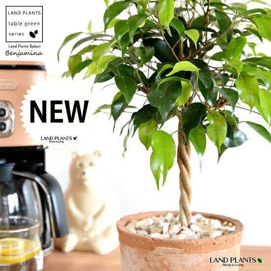 金地 金魚・猪苗代湖デザイン 金色小皿 8枚セット