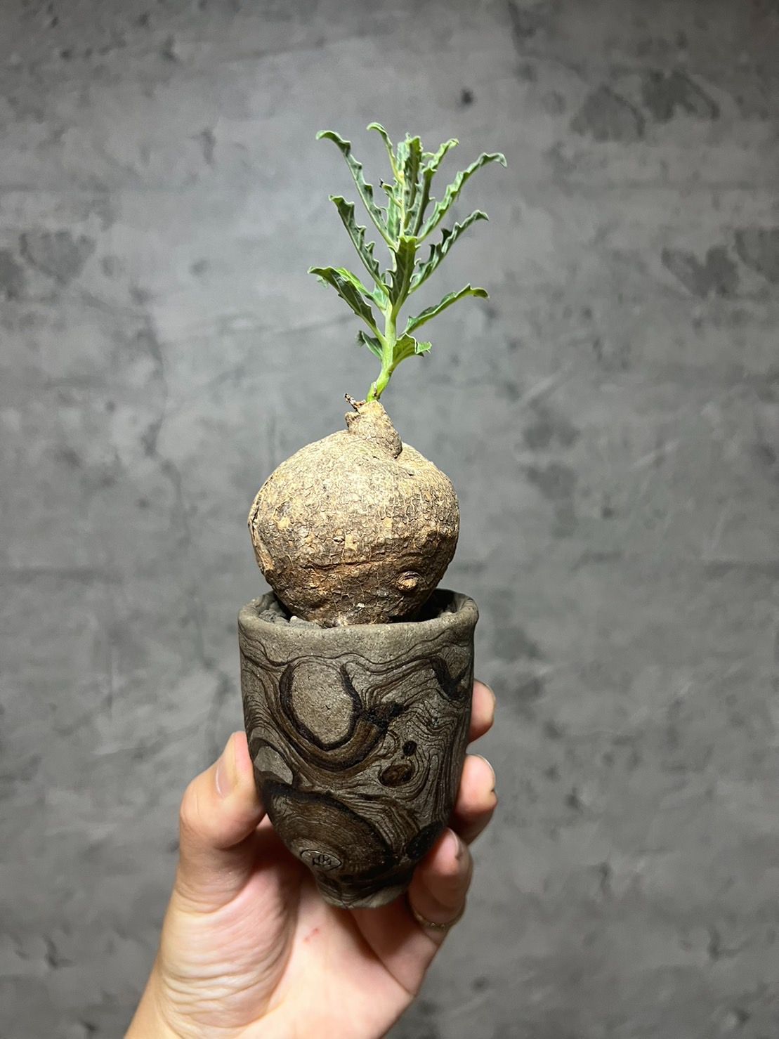 超希少種 プテロディスクス・スペシオーサス 古城 塊根植物 コーデックス まん丸 ▽Pterodiscus speciosus▽ 古城 プテロディスクス