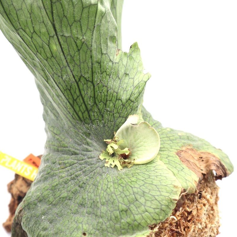 277 ビカクシダ ワンダエ 女王 P.Wandae 板付 観葉植物 希少植物