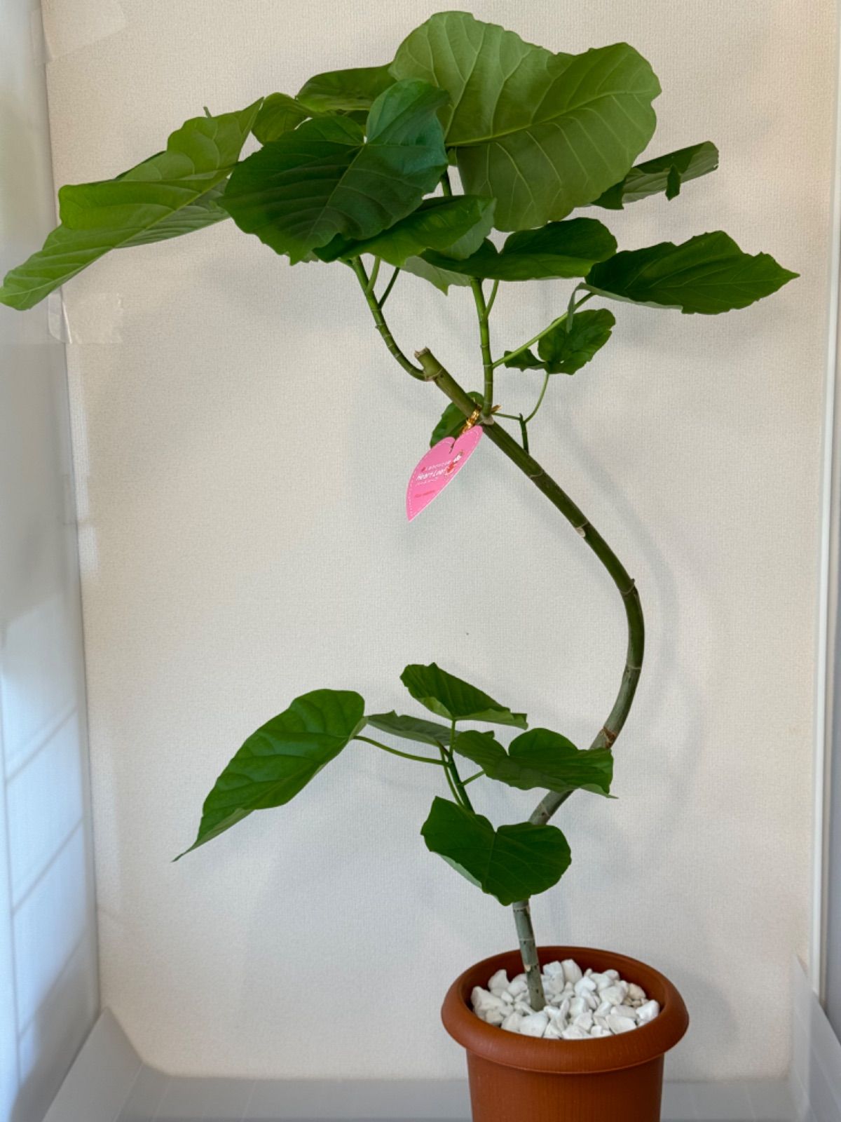 フィカス ウンベラータ 5号 曲がり | 観葉植物通販 HitoHana（ひとはな