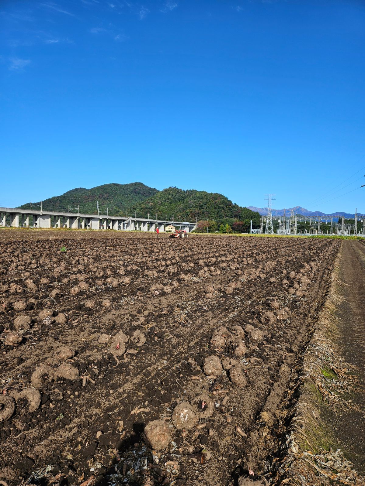 群馬県産こんにゃく芋　20kg　大川ファーム