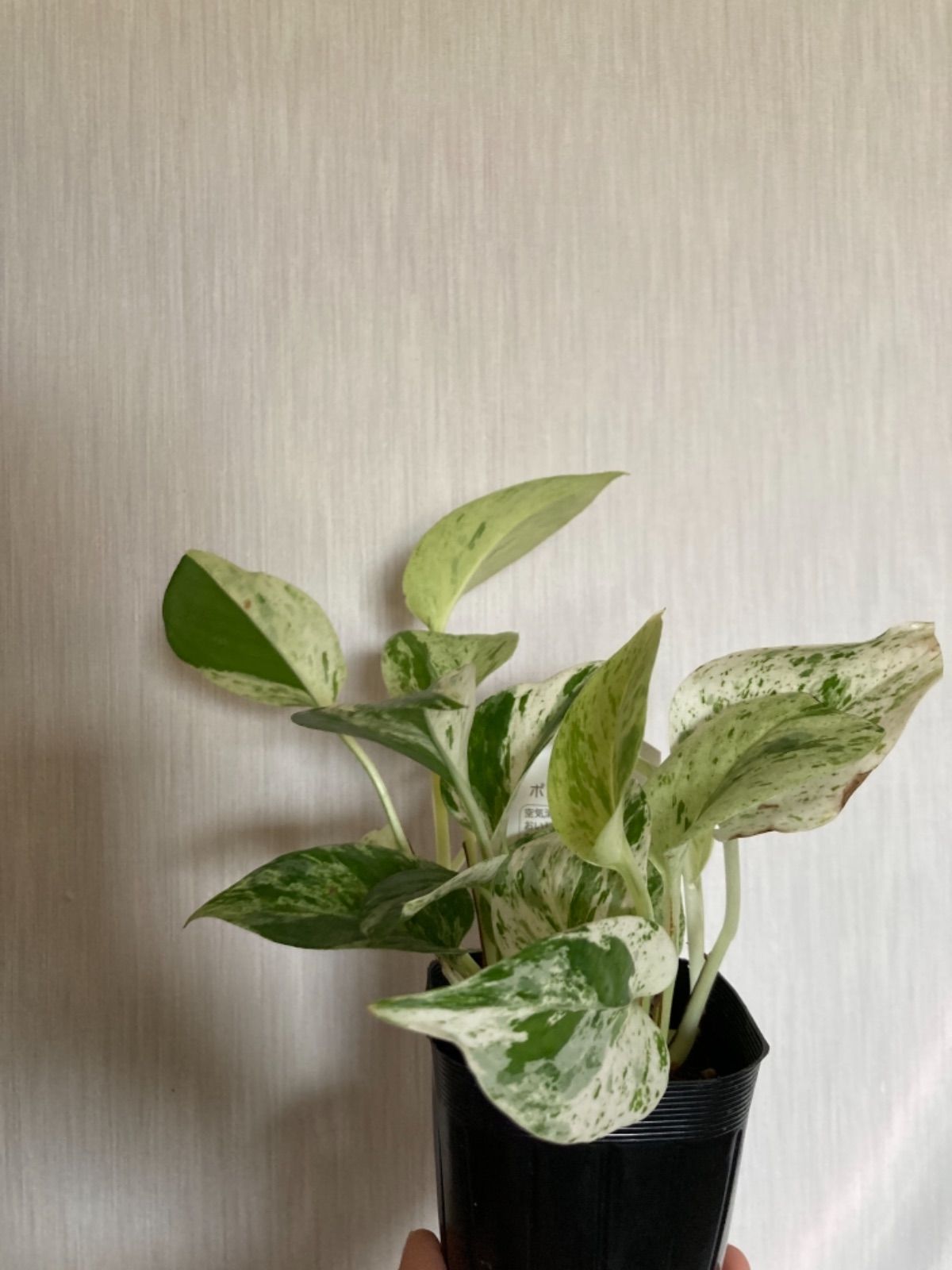 メルカリshops ポトス マーブルクイーン 追加は550円