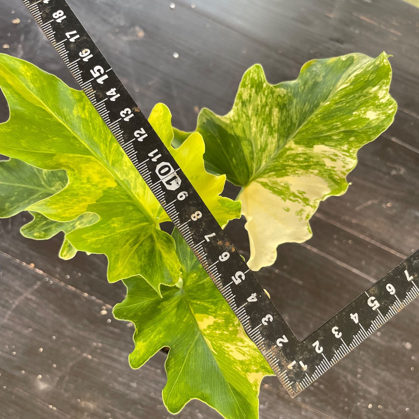 極斑】フィロデンドロン セローム トリカラー ミント斑入り - メルカリ