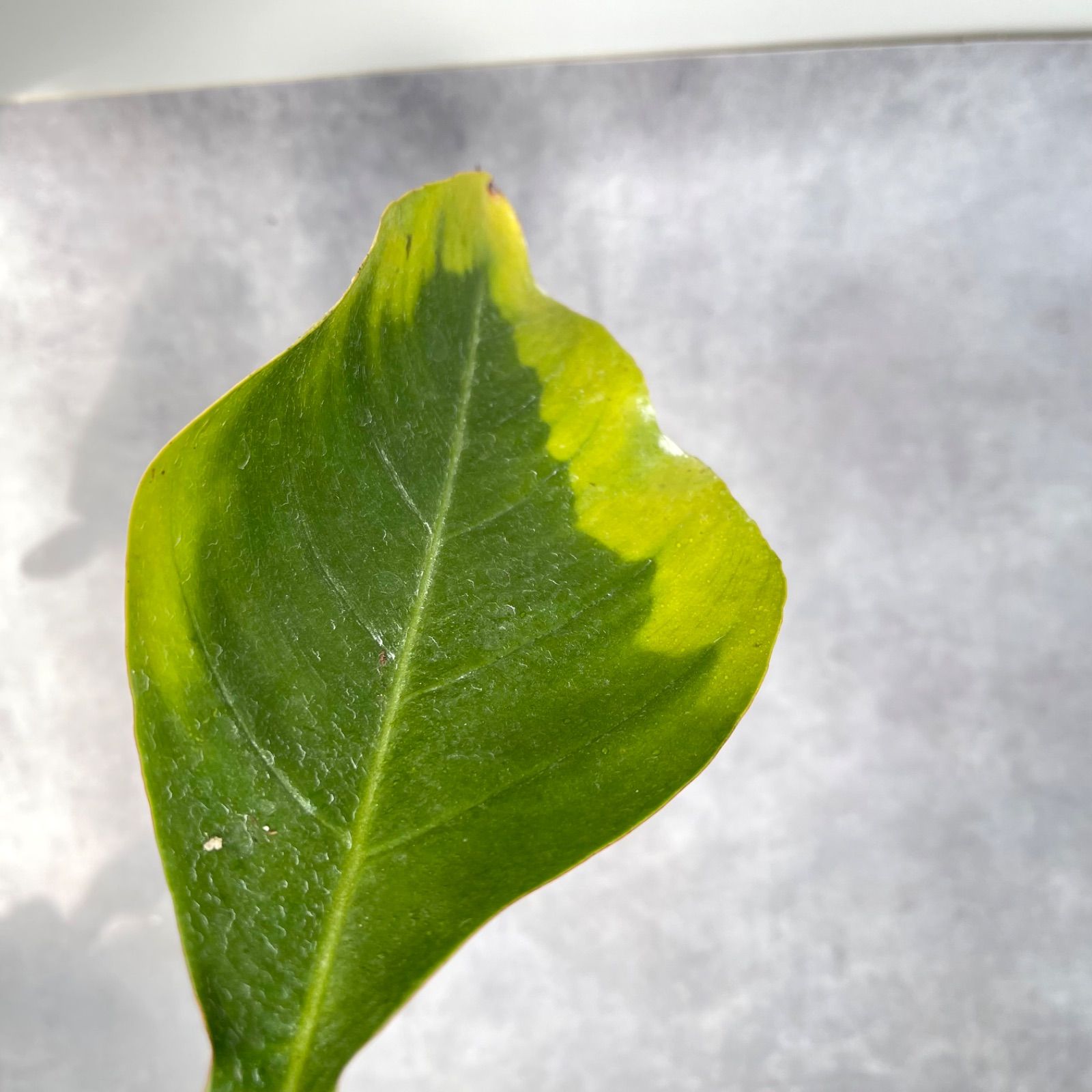 フィロデンドロン　ジョーピー　1【現品】☆希少☆ 観葉植物　室内 フィロデンドロン ジョーピー 1【現品】☆希少☆ 観葉植物 室内