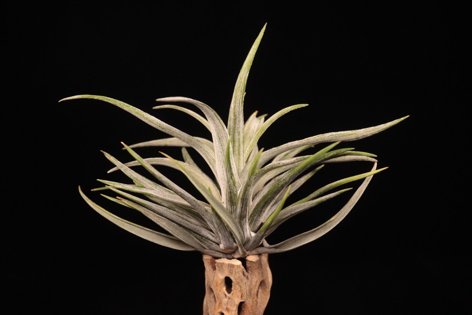 Variegated〔エアプランツ〕現品発送T5325