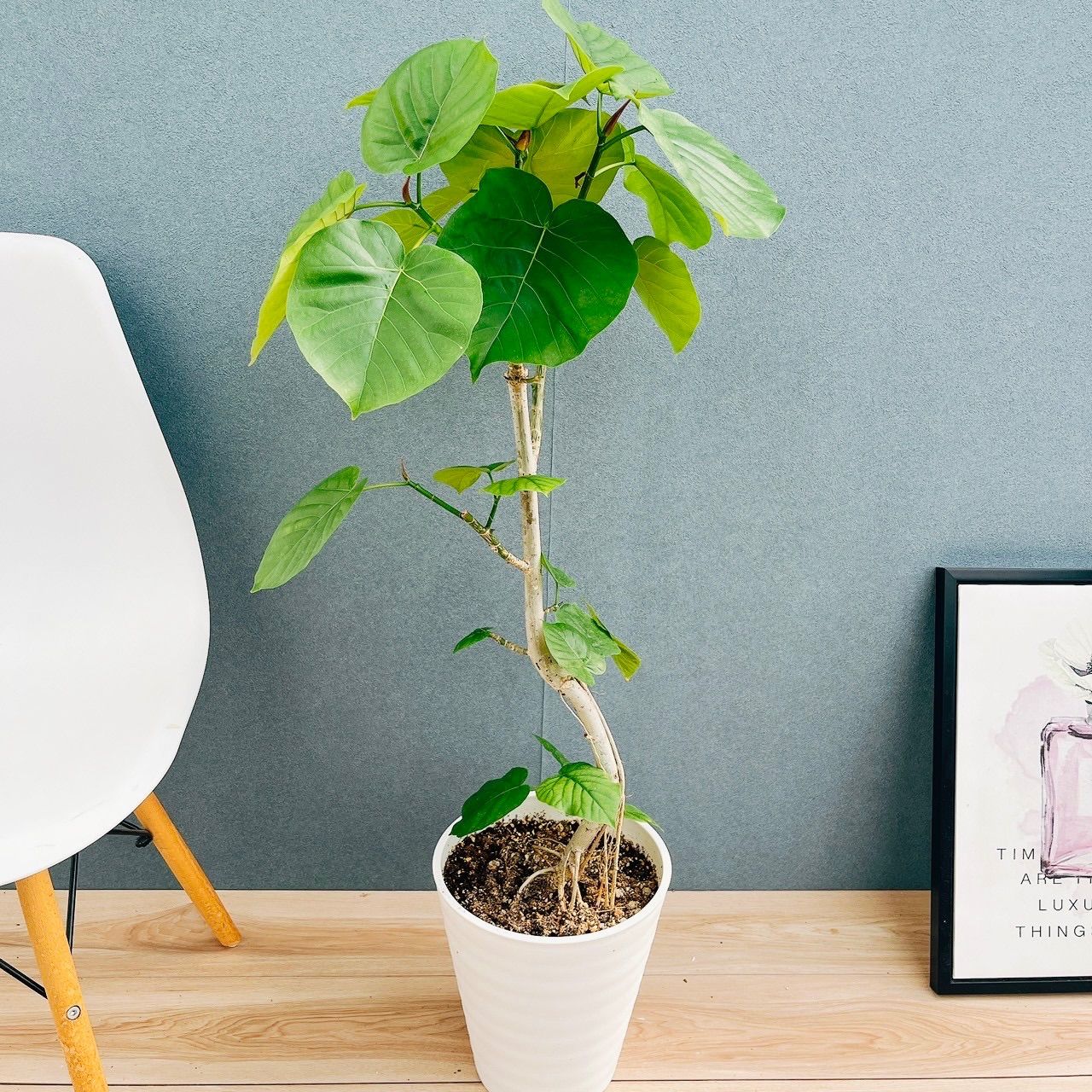 現品］10番 フィカスウンベラータ 曲がり 8号 観葉植物 室内 大型 人気