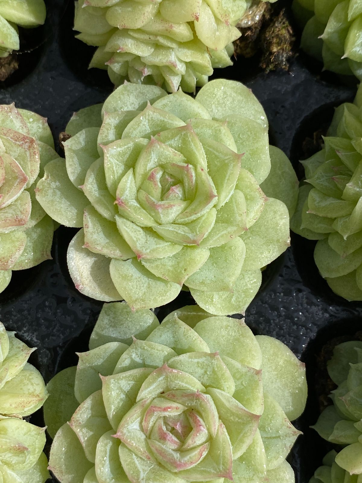 新入荷 レッドエッグ 鮮やかな105苗セット 土と根付き 多肉植物