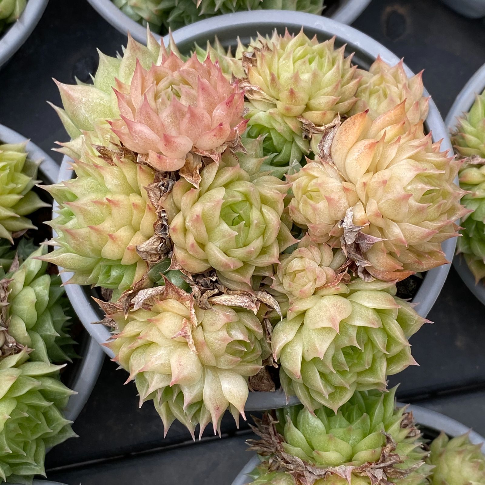 NGN1405×30 ハクトウスパークルムギワラ 抜き苗 多肉植物 アエオニウム エケベリア 韓国苗