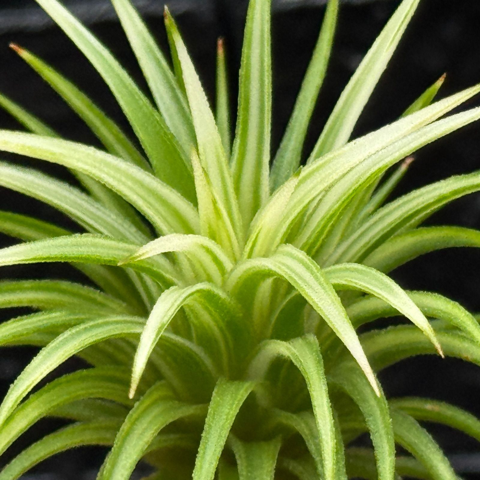 ホワイト率多め綺麗＊ 葉数多め極上＊ チランジア イオナンタ アルボ