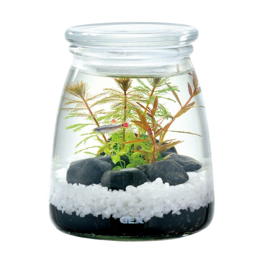 ベタコレクションケース M7個 L8個 フタ付き ベタコレクションケース