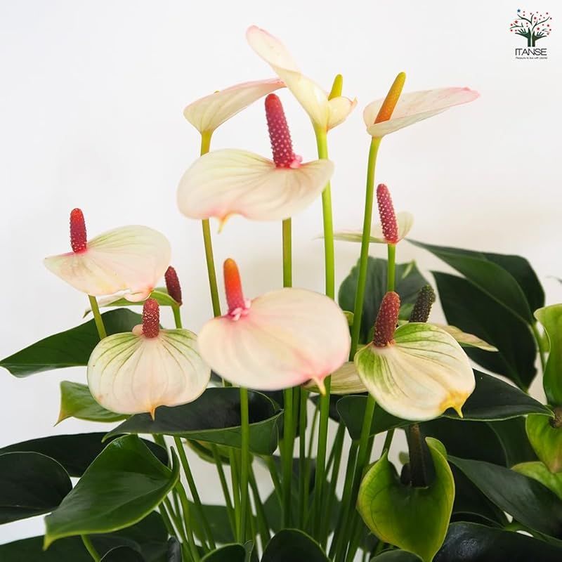 サトイモ科 ベニウチワ属