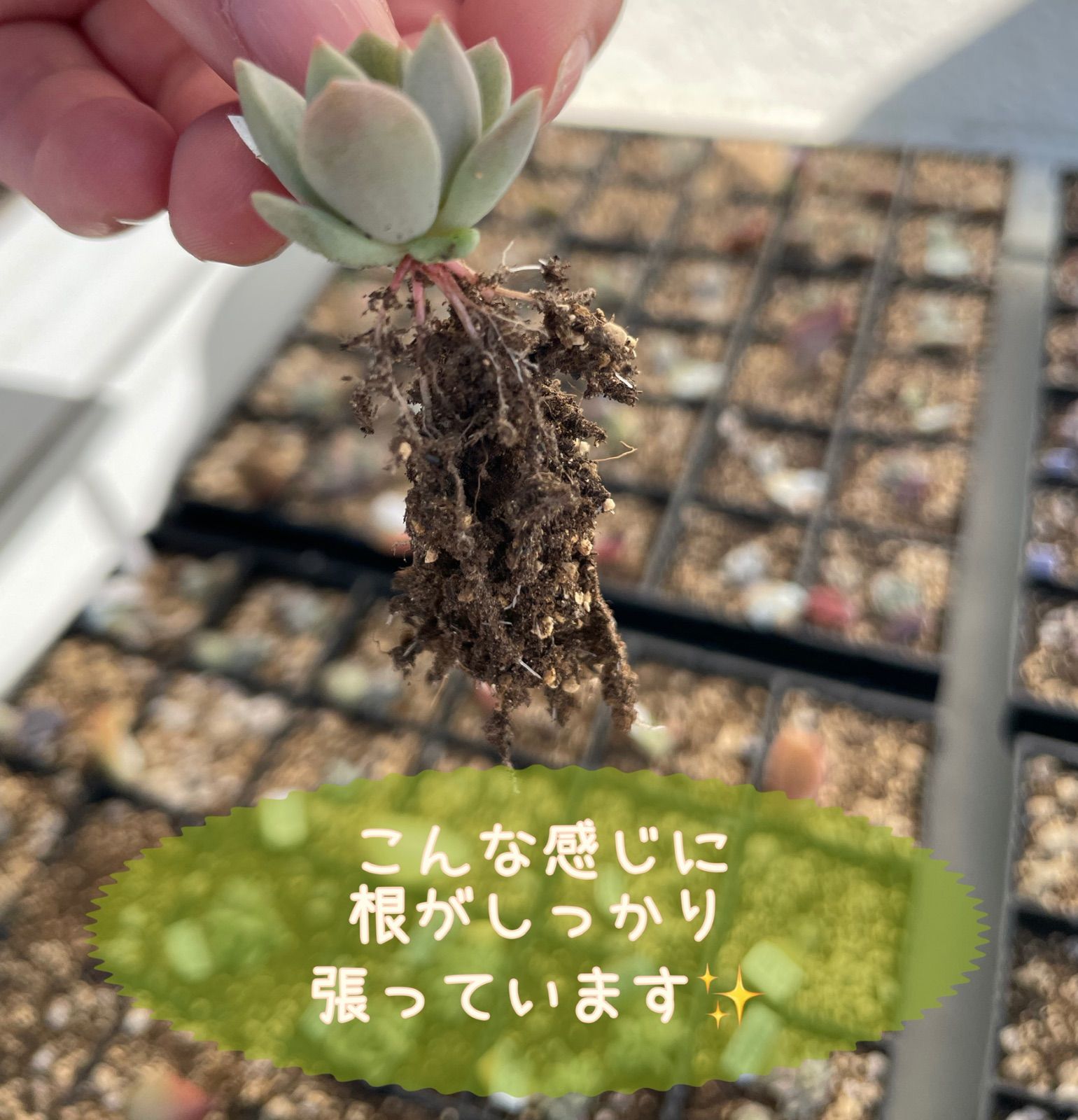 のサムネイル