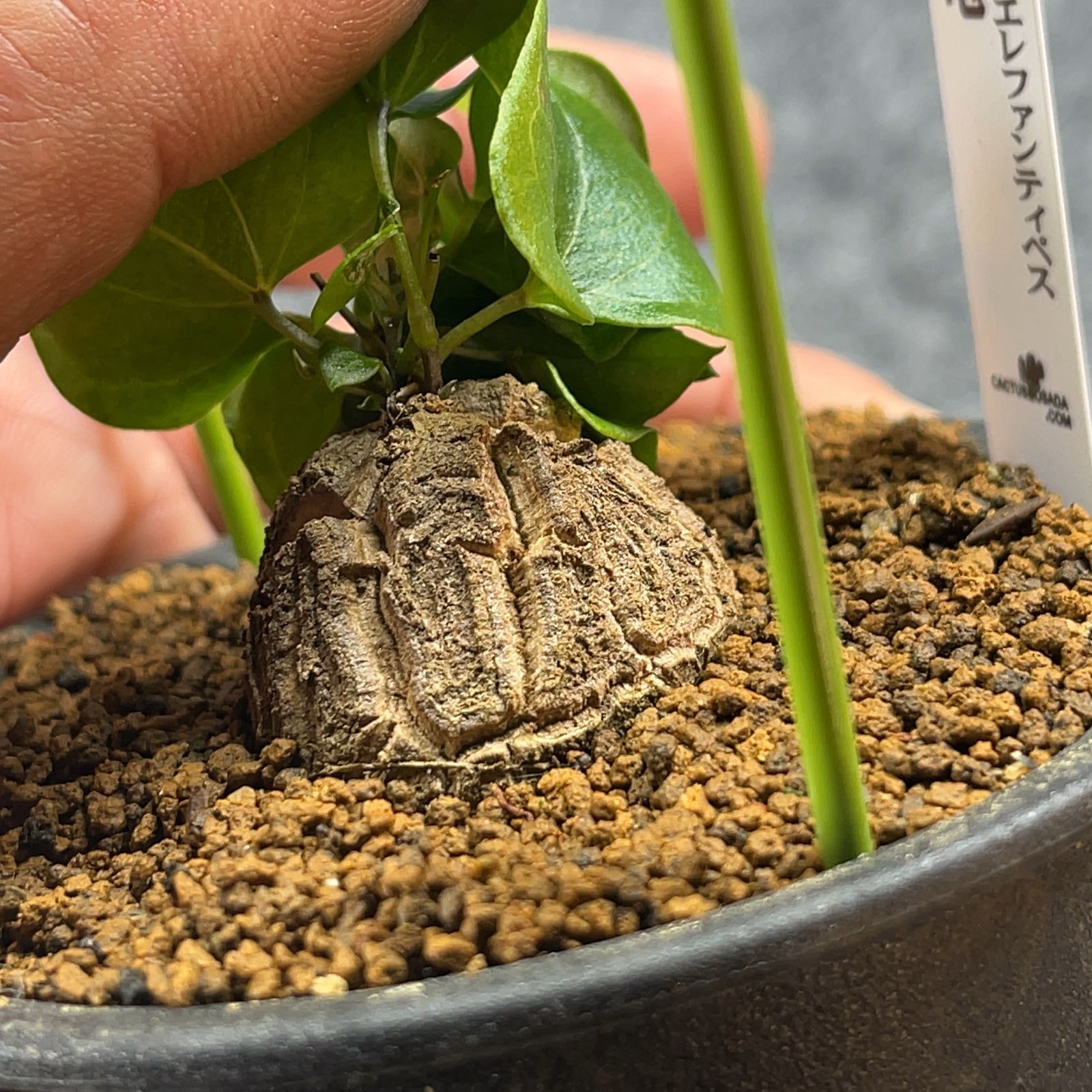8鉢まとめて発送】アフリカ型 亀甲竜 / Dioscorea elephantipes / 4号