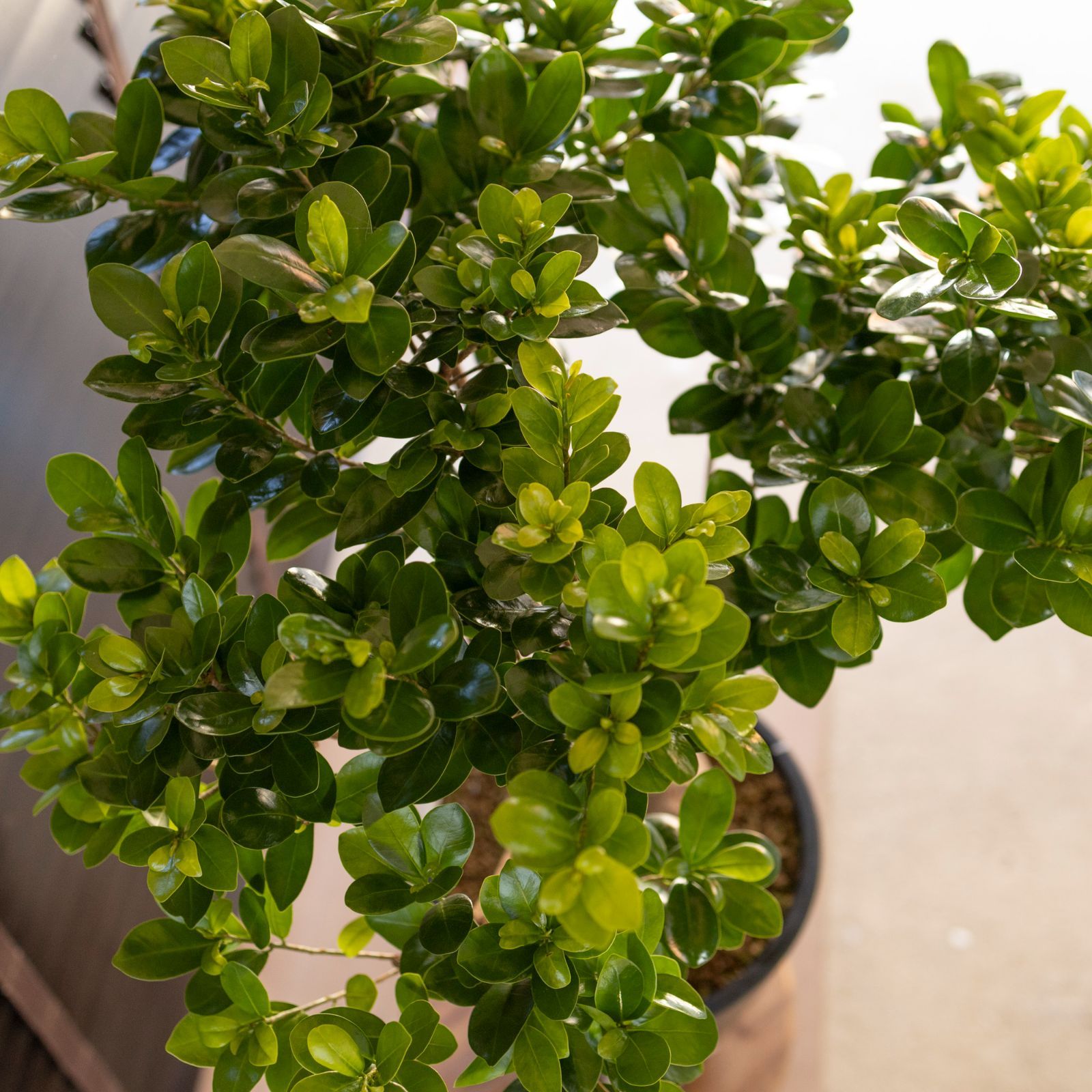 【現品】多幸の木　ガジュマル　ガジュマルの木　８号鉢　S5番 現品】多幸の木 ガジュマル ガジュマルの木 8号鉢 S5番 現品