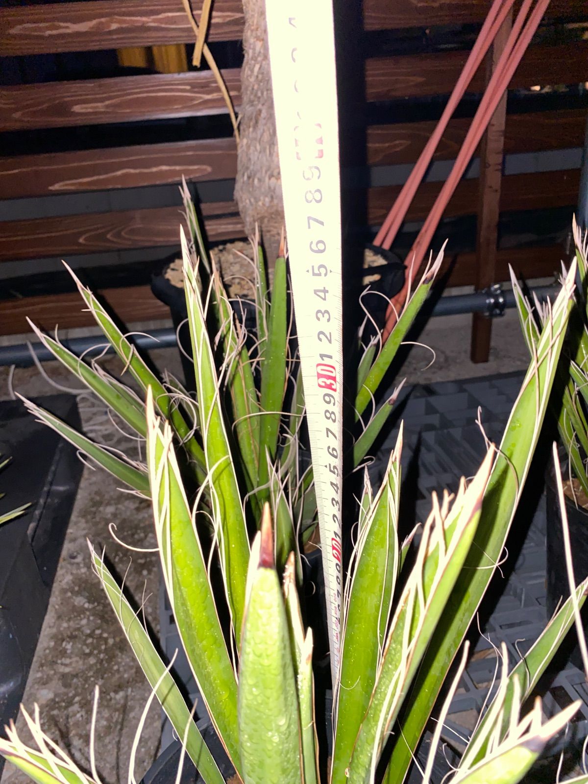 p*7様 ユッカカルネロサーナ