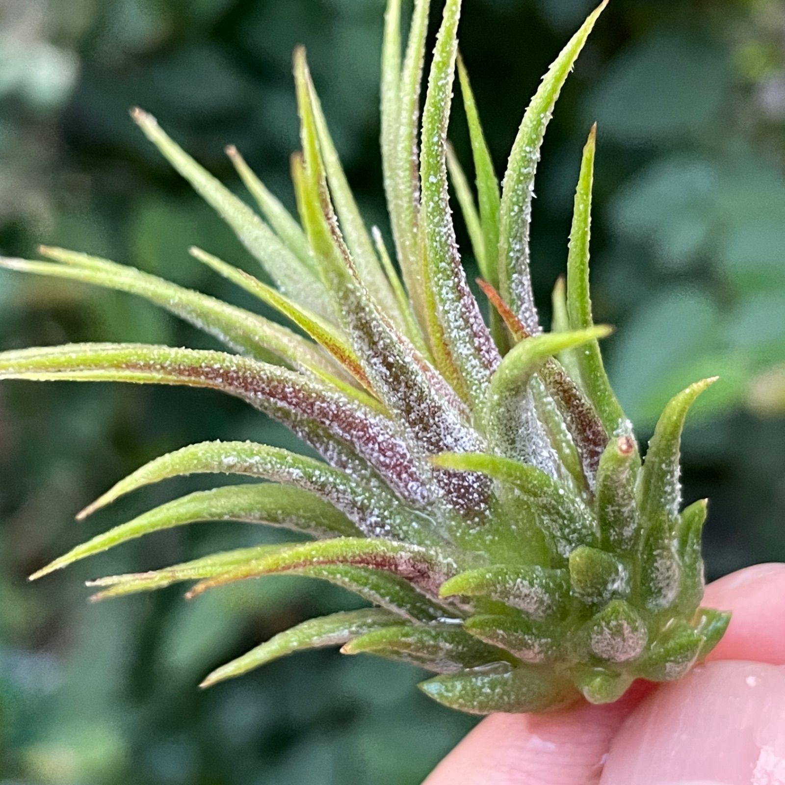 チランジア イオナンタ ディファレンテ/ディファレント